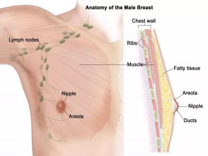 关注乳房健康，男性朋友也不可忽视