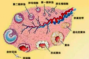 卵泡监测